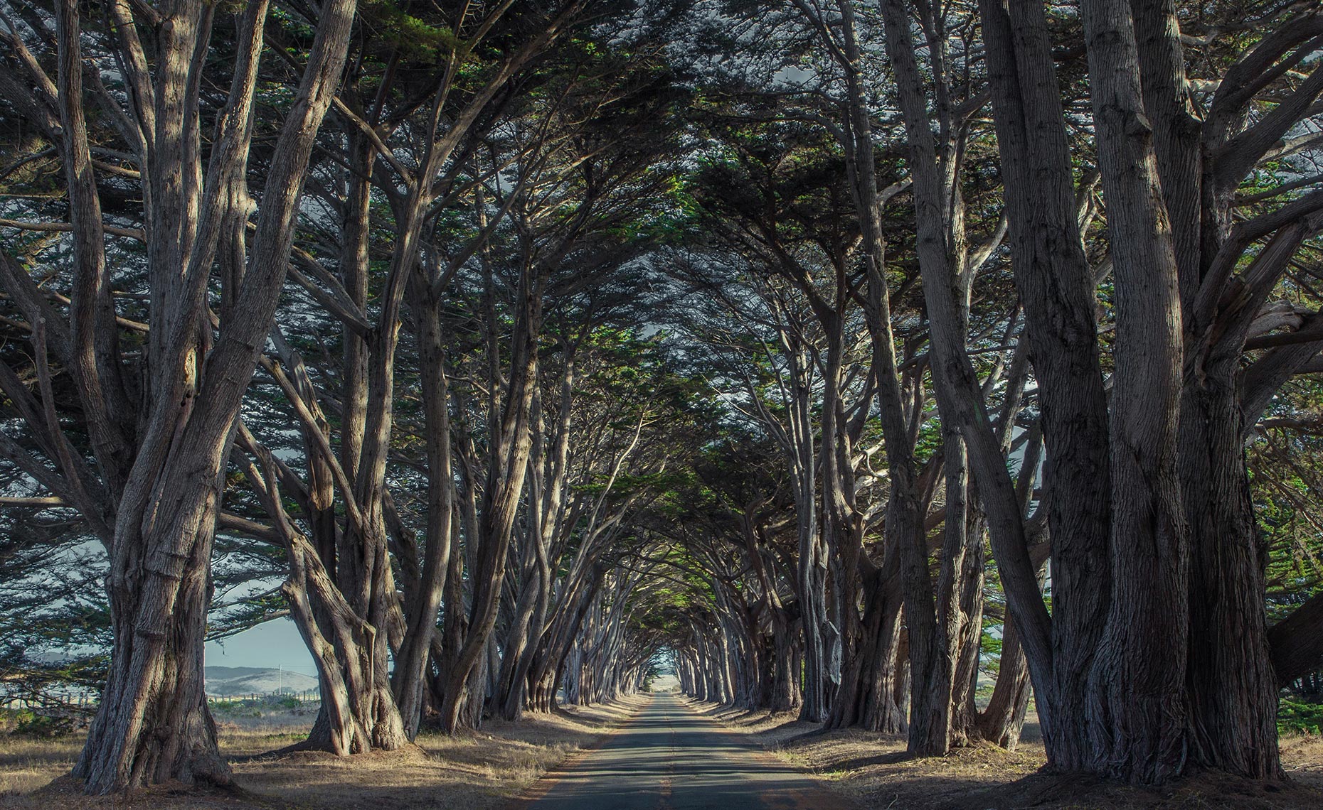 Cypress Tree grove tunnel near Point Reyes California